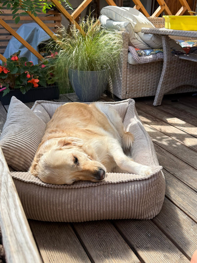 Lodie Corduroy Dog Sofa with Removable Cover – Vanilla Beige, M — image 1